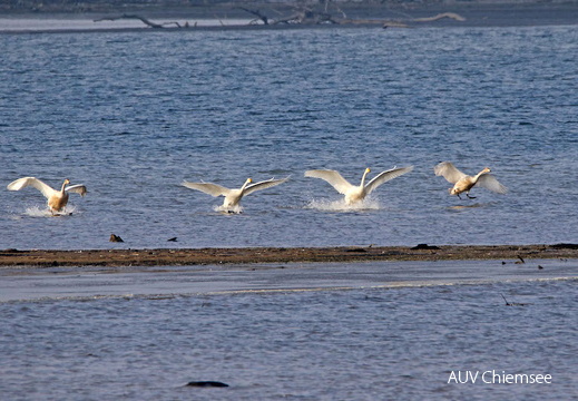 Singschwan