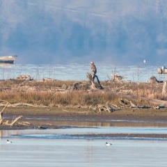 Seeadler