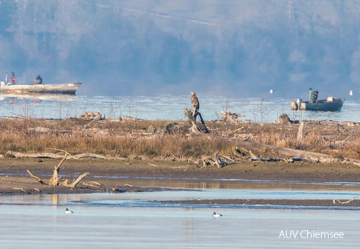Seeadler