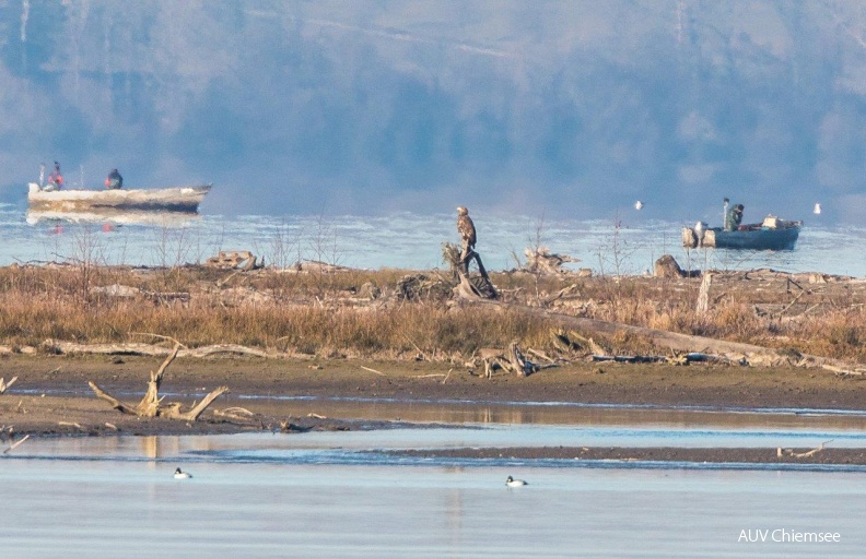 AktNatBeo-161231-ah-HB_Seeadler_beobachtet_die_Konkurrenz.jpg