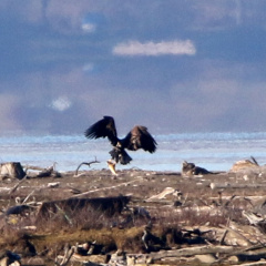 Seeadler