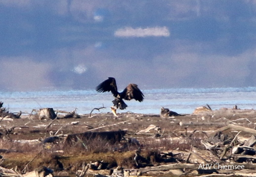 Seeadler