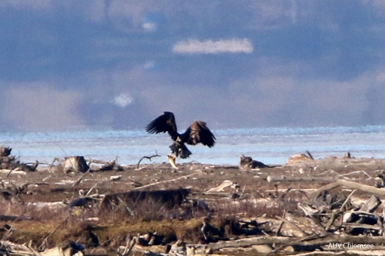 AktNatBeo-161230-hw-Seeadler-HB_876A1535-1.jpg