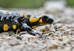 Feuersalamander