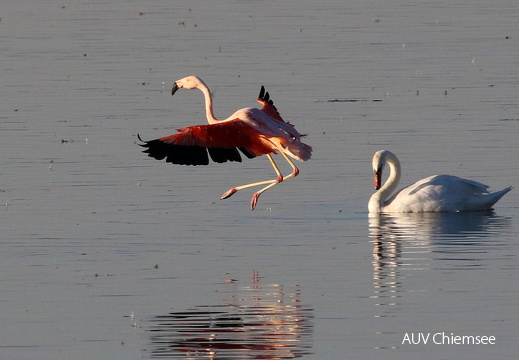 Chileflamingo