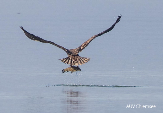 Seeadler erbeutet Schleie