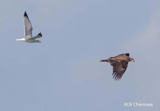 Seeadler -  Suchflug über der Bucht