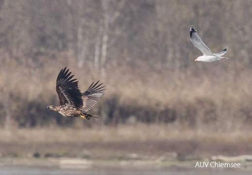 Seeadler mit erbeuteter Schleie 