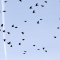 Rabenkrähen über den Seebrucker Wiesen
