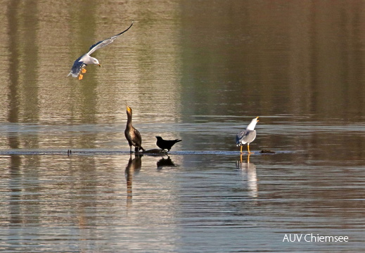 Mittelmeermöwe mit Krähe und Kormoran