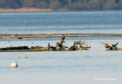 Seeadler in Beobachtungsposition