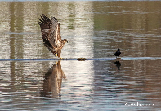Seeadler vor der Beute