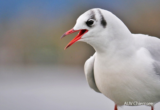 Lachmöwe