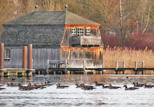 Gänse am Bootshaus