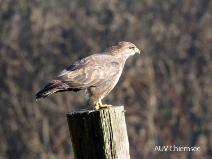 Mäusebussard