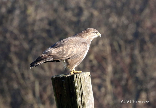 Mäusebussard