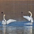 Sing- und Höckerschwan