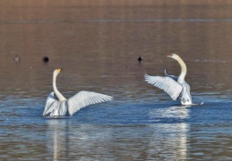 Sing- und Höckerschwan