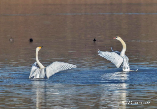 Sing- und Höckerschwan