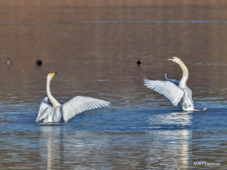 Sing- und Höckerschwan