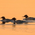 Gänsesäger im Abendlicht