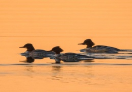 Gänsesäger im Abendlicht