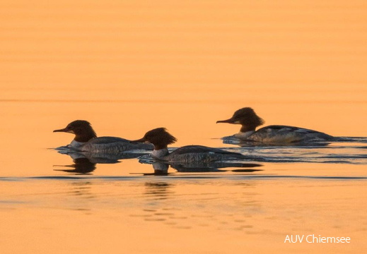 Gänsesäger im Abendlicht