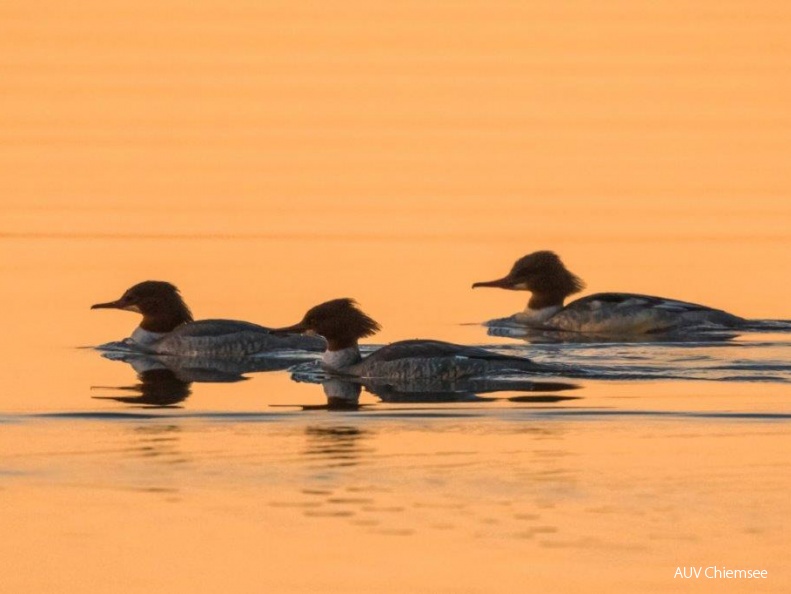 Gänsesäger im Abendlicht