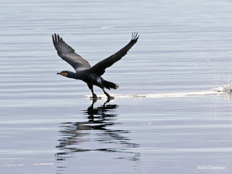 Kormoran