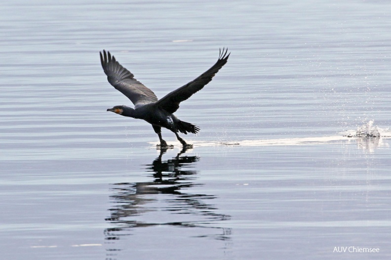 AktNatBeo-hw-180110-06_Kormoran_Schafwaschener_Bucht_noerdlich_Prien_01.2018_876A3085-bearb.jpg