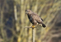 Mäusebussard