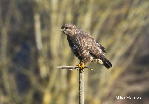 Mäusebussard
