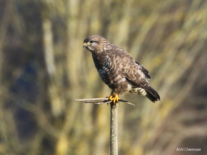 Mäusebussard