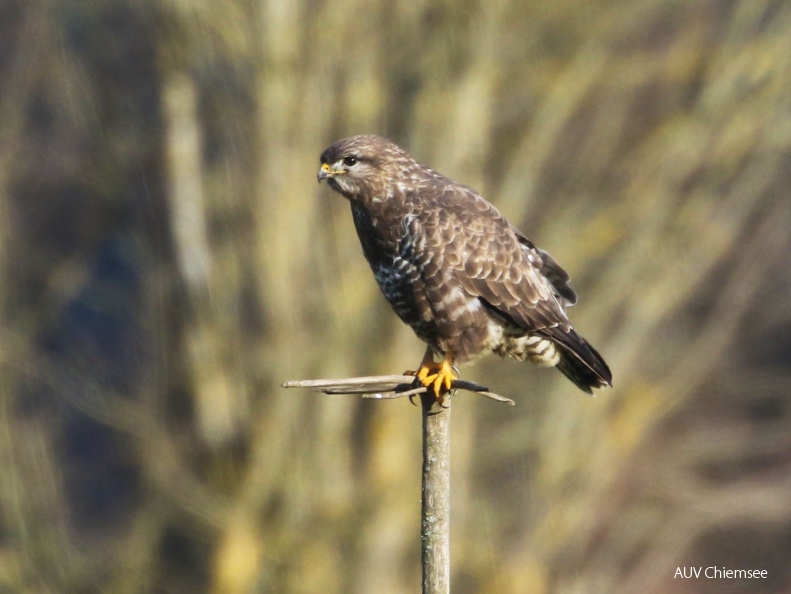 Mäusebussard