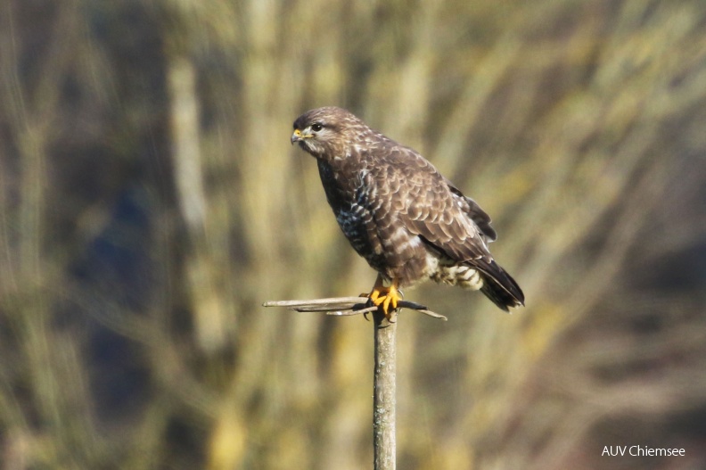 AktNatBeo-hw-180110-09_Mäusebussard_Breitbrunn_01.2018_876A3169.jpg