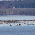 Große Brachvögel 