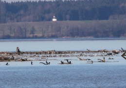 Große Brachvögel 