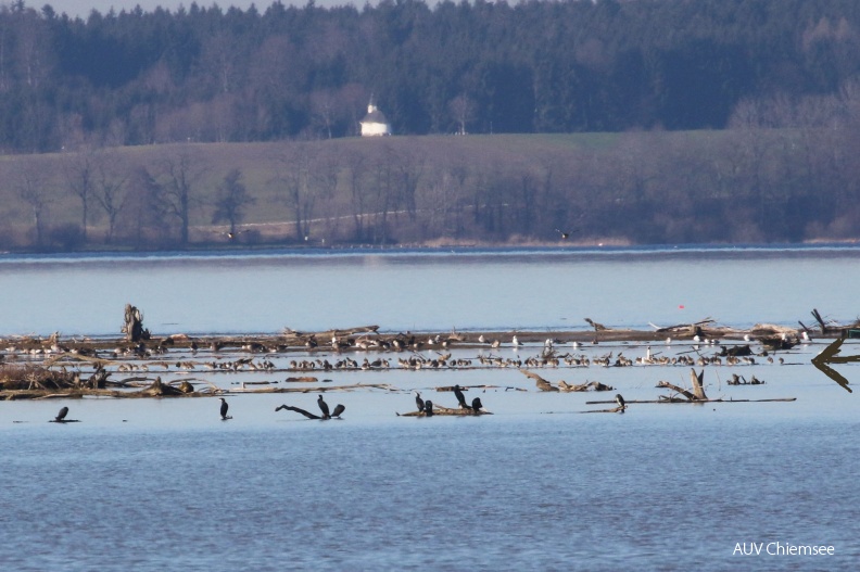 AktNatBeo-hw-180110-12_Grosse_Brachvoegel_Hirschauer_Bucht_01.2018_876A3212.jpg