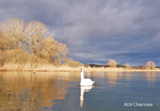 Schwan