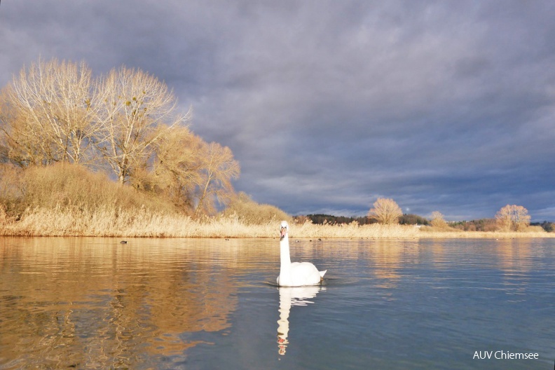 AktNatBeo-180116-ja-Schwan.jpg