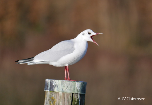 Lachmöwe