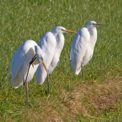 Silberreiher