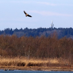 Seeadler