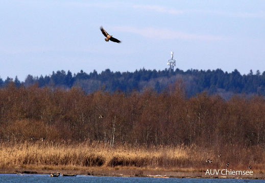 Seeadler