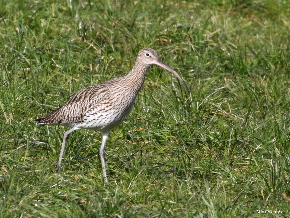 Großer Brachvogel