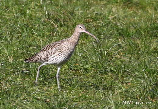 Großer Brachvogel