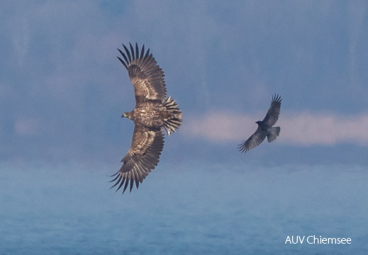 Seeadler wird von Rabenkrähen attackiert
