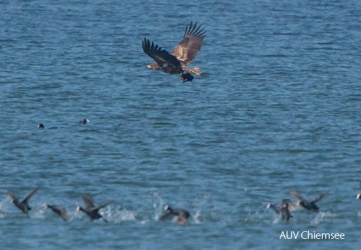 Seeadler mit erbeutetem Blässhuhn