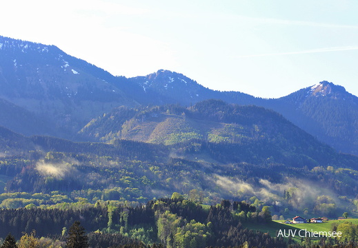 Pollenflug