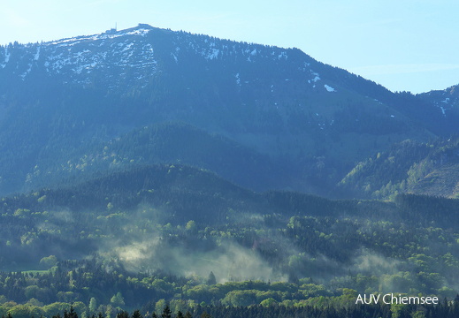 Pollenflug